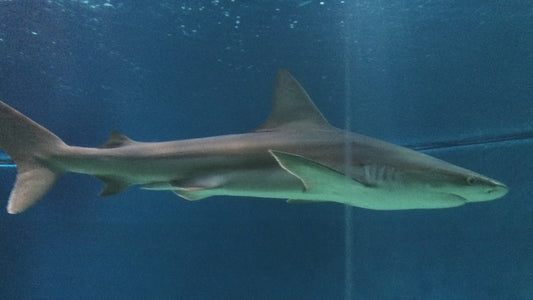 Agustin (the butler of the pigs)